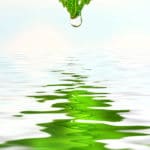 bigstock_Green_leaf_with_water_droplet__14089298