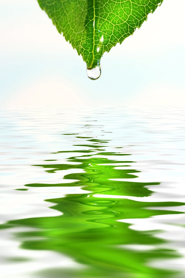 bigstock_Green_leaf_with_water_droplet__14089298